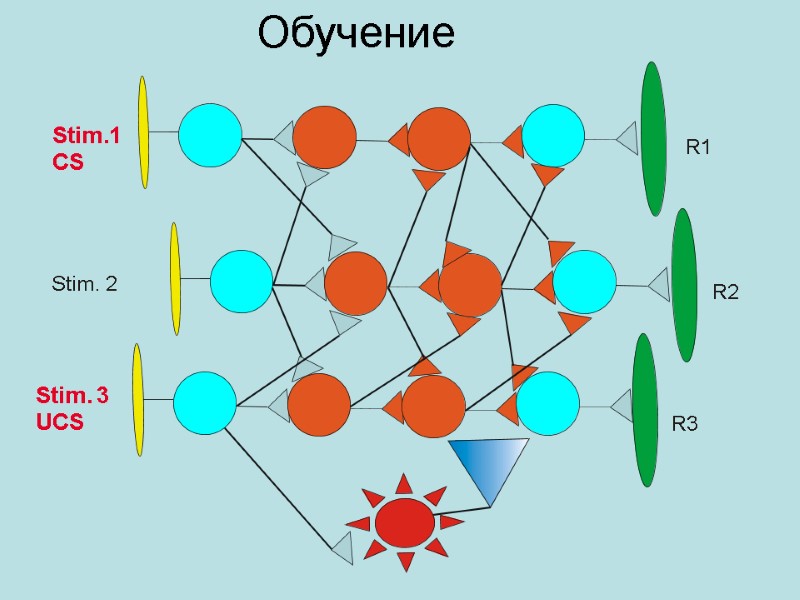 Stim. 2 R1 R2 R3 Обучение Stim.1 CS Stim. 3 UCS